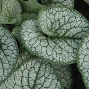 Brunnera macrophylla 'Sea Heart'  (S)