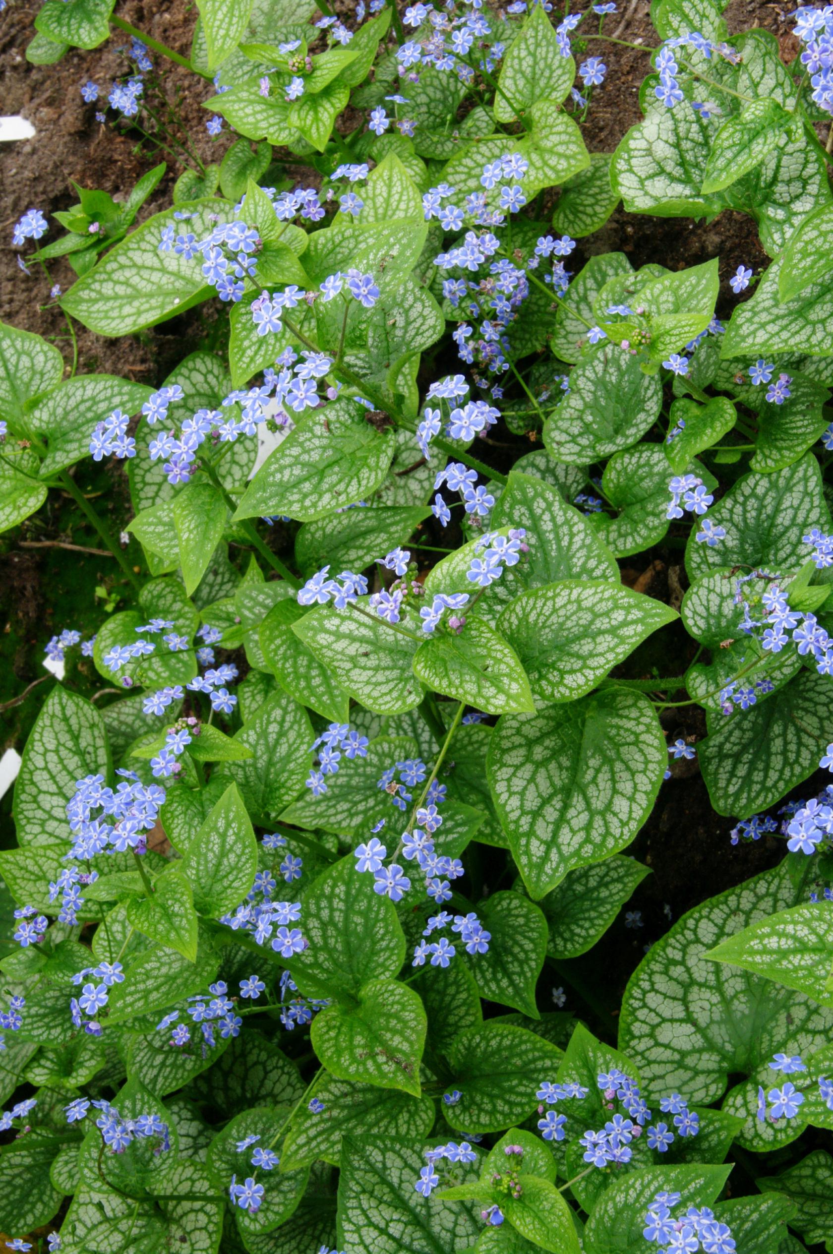 Brunnera macrophylla 'Silver Star' (S)