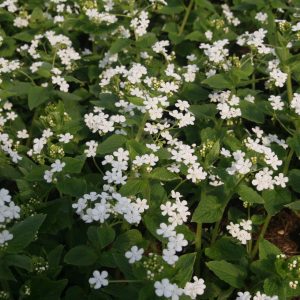 Brunnera macrophylla 'Betty Bowering'