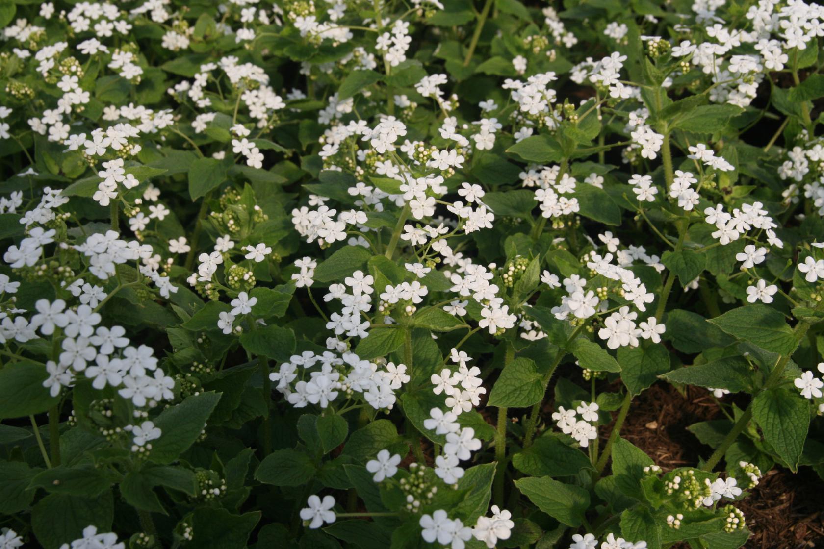 Brunnera macrophylla 'Betty Bowering'