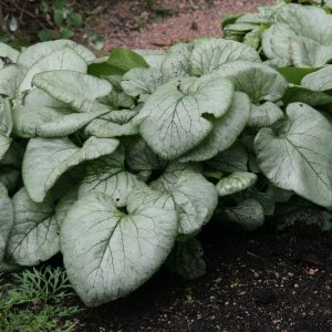 Brunnera macrophylla 'Looking Glass' (S)