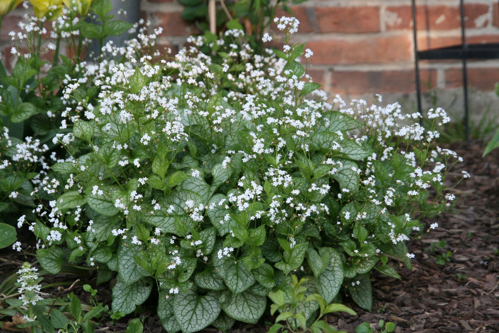 Brunnera macrophylla 'Mr.Morse' (S)