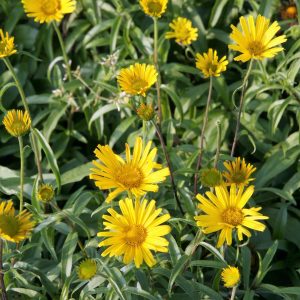 Buphthalmum salicifolium 'Alpengold'