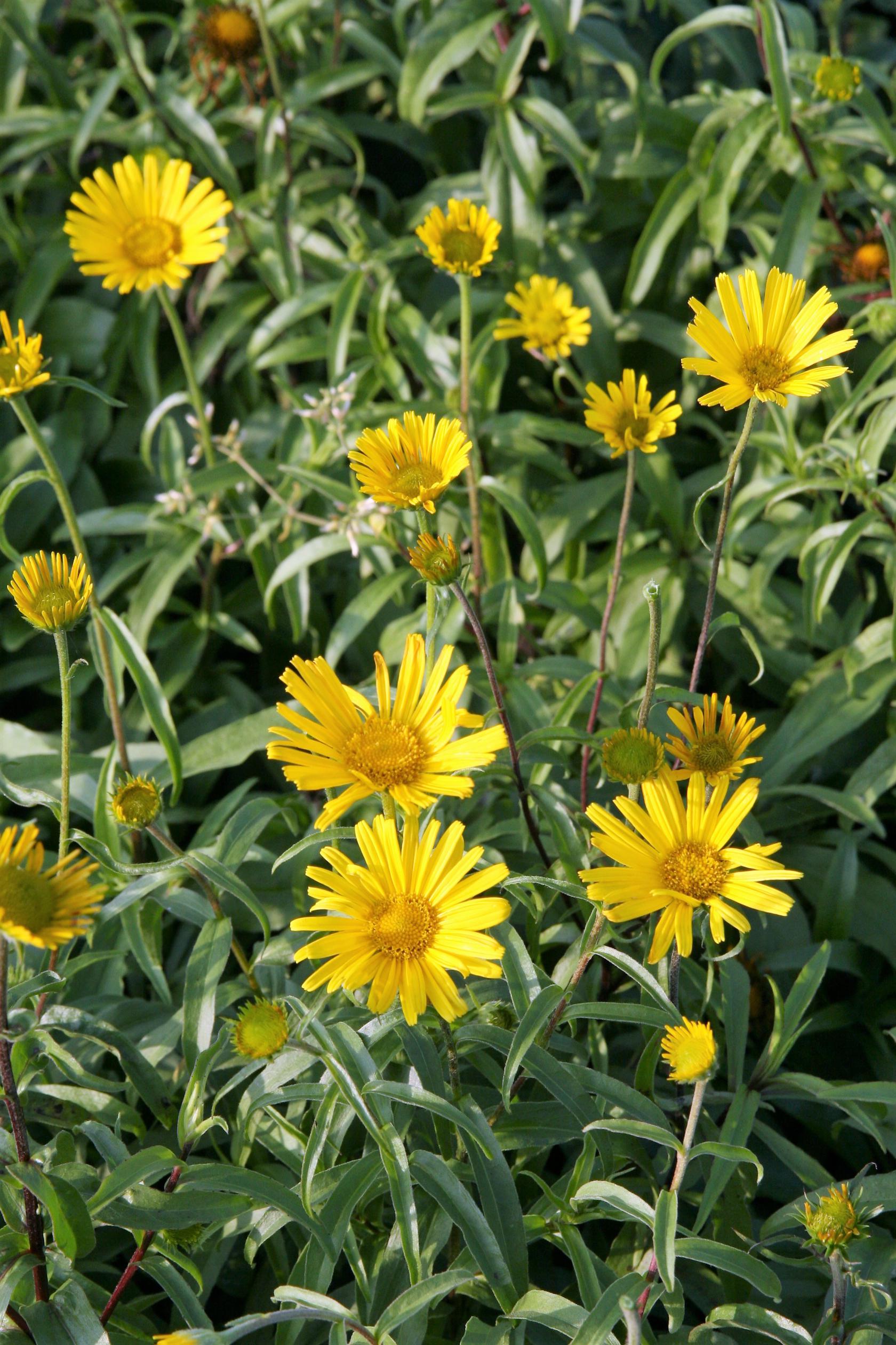 Buphthalmum salicifolium 'Alpengold'