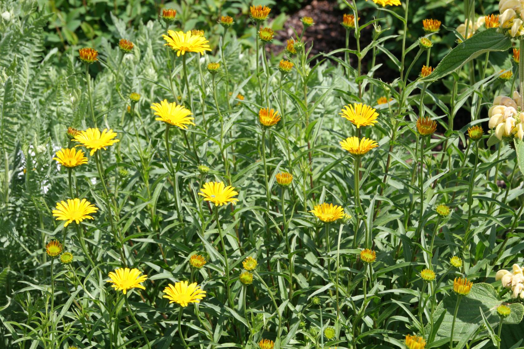 Buphthalmum salicifolium