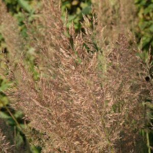 Calamagrostis arundinacea v.brachytricha
