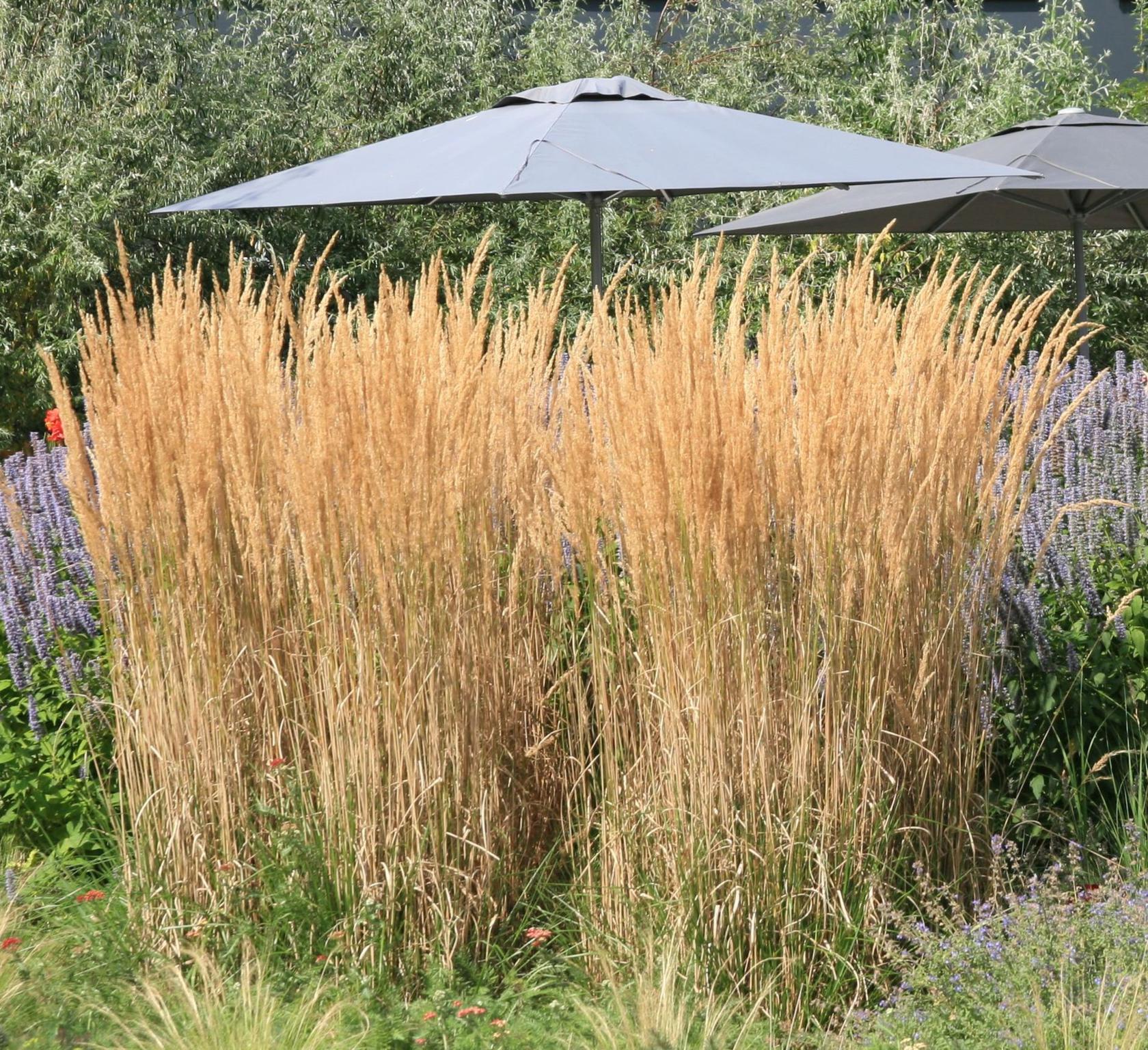 Calamagrostis x acutiflora 'Karl Foerster'