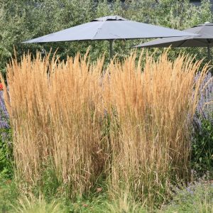 Calamagrostis x acutiflora 'Karl Foerster'