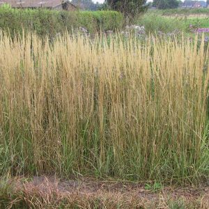Calamagrostis x acutiflora 'Overdam'