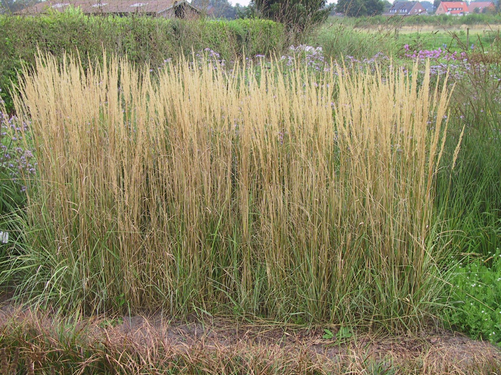 Calamagrostis x acutiflora 'Overdam'