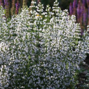 Calamintha nepeta `Triumphator`(ssp.nepeta).