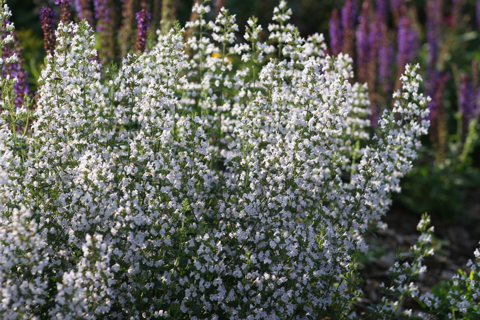 Calamintha nepeta `Triumphator`(ssp.nepeta).