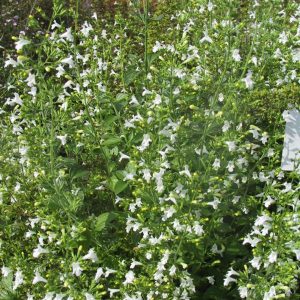 Calamintha nepeta 'Weißer Riese'