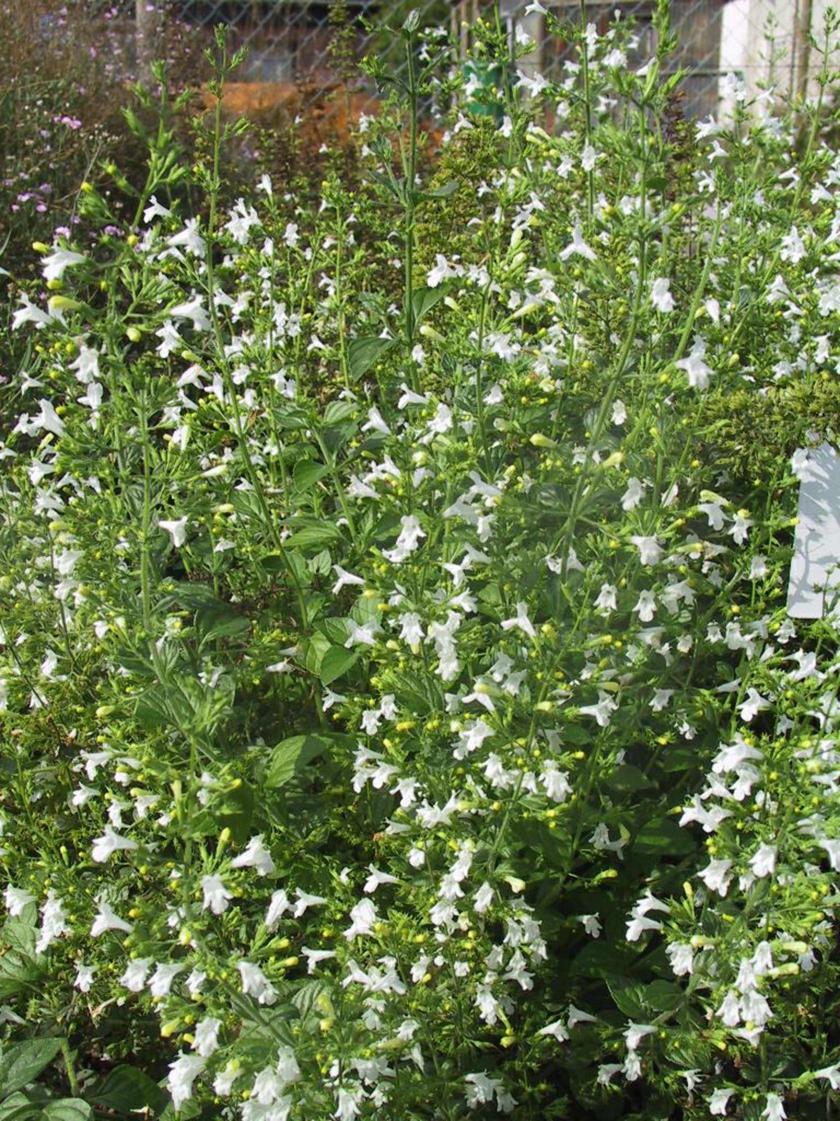 Calamintha nepeta 'Weißer Riese'
