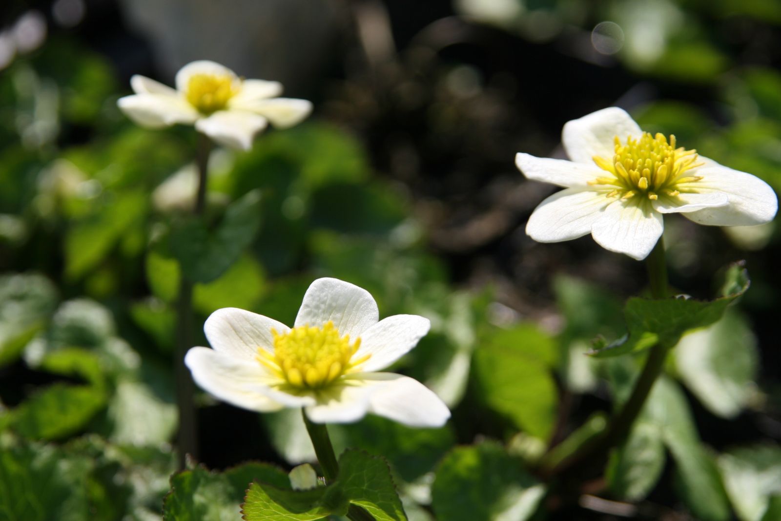 Caltha palustris var.alba