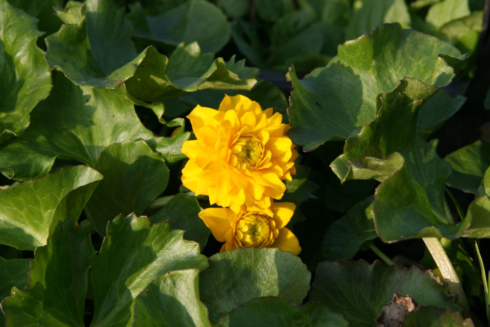Caltha palustris 'Plena'