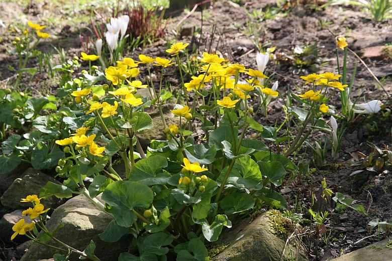 Caltha palustris