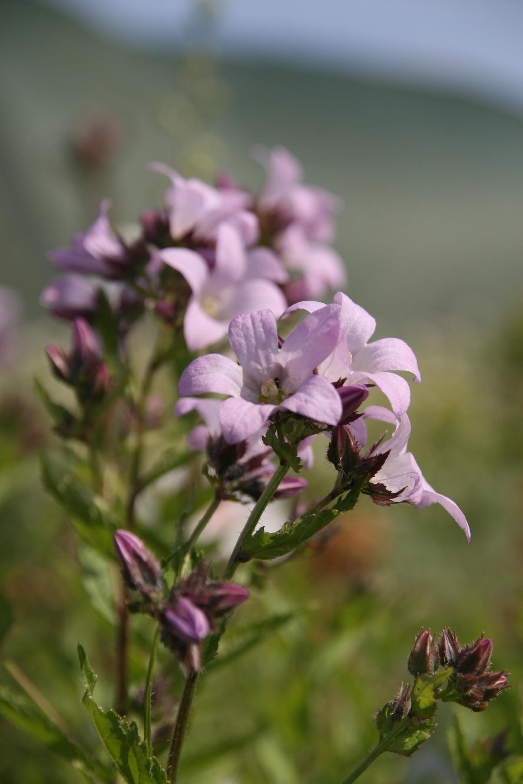 Campanula lactiflora 'Loddon Anne'