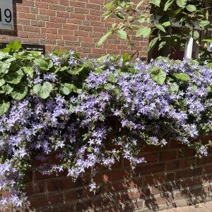 Campanula poscharskyana