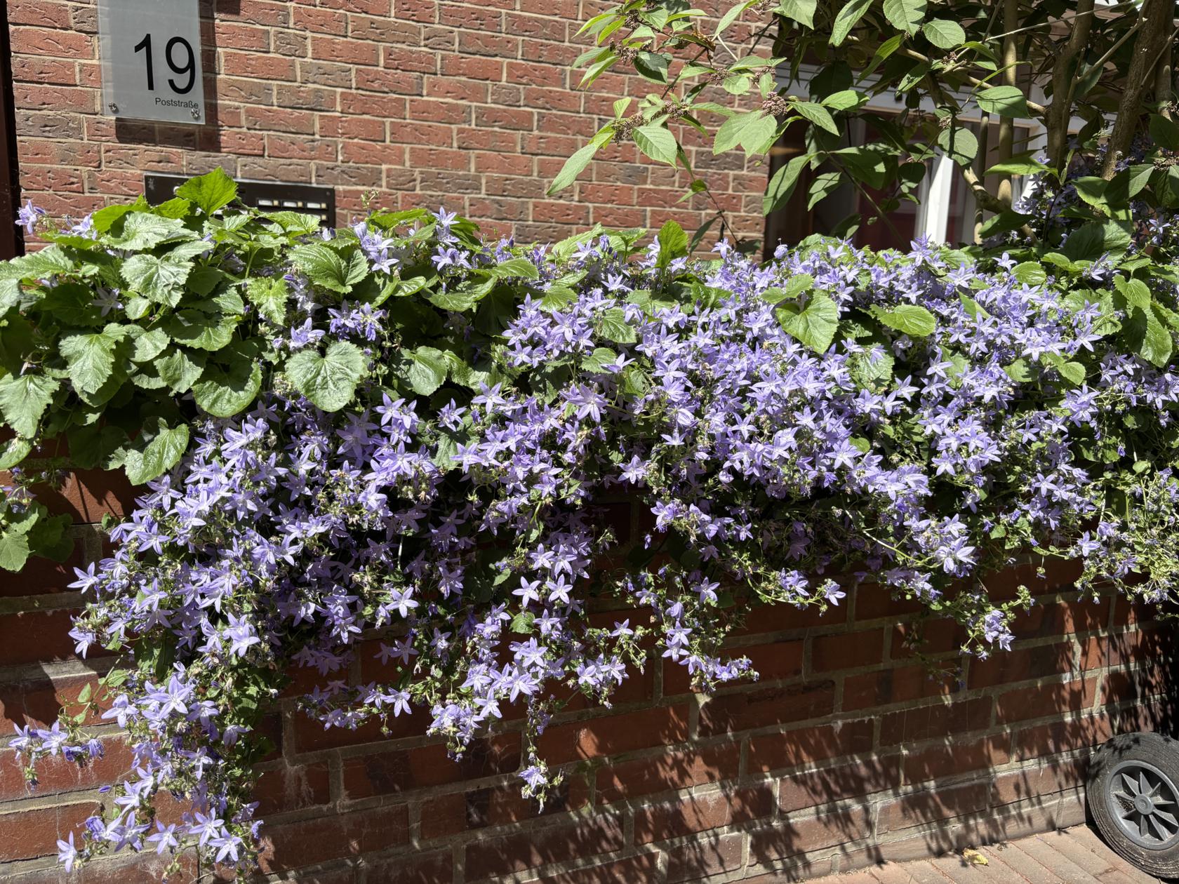 Campanula poscharskyana