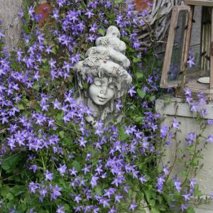 Campanula poscharskyana 'Stella'