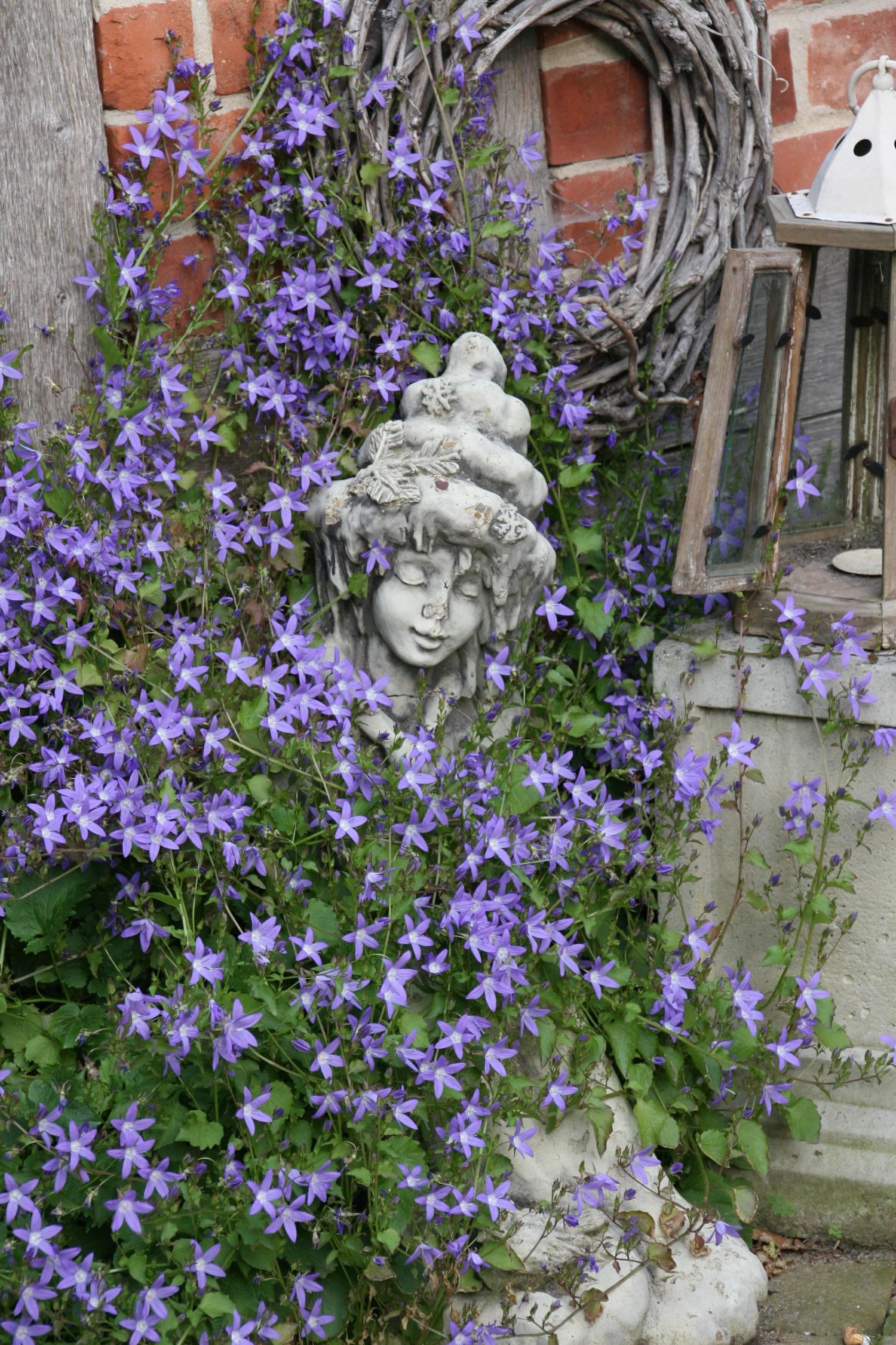 Campanula poscharskyana 'Stella'