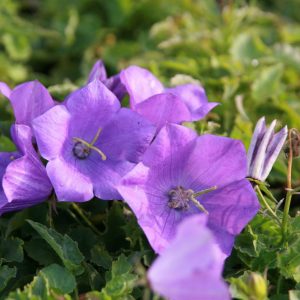 Campanula carpatica 'Blaue Clips'