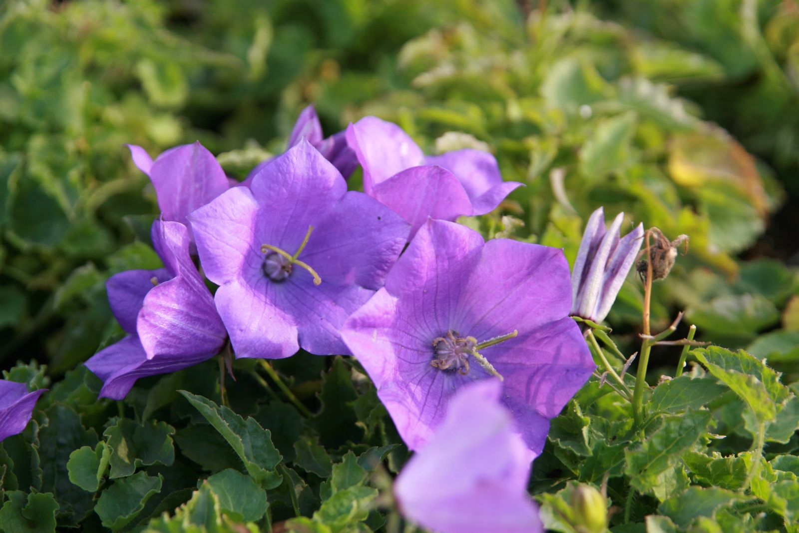 Campanula carpatica 'Blaue Clips'