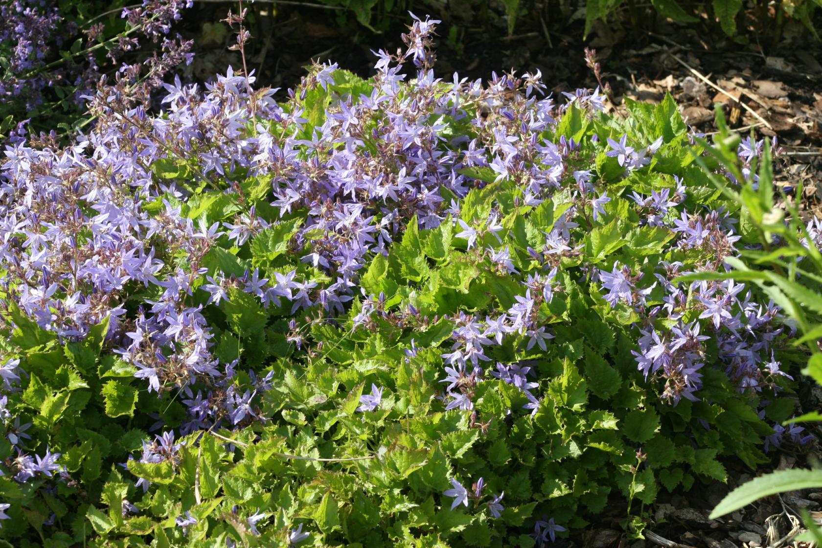 Campanula poscharskyana 'Blauranke'
