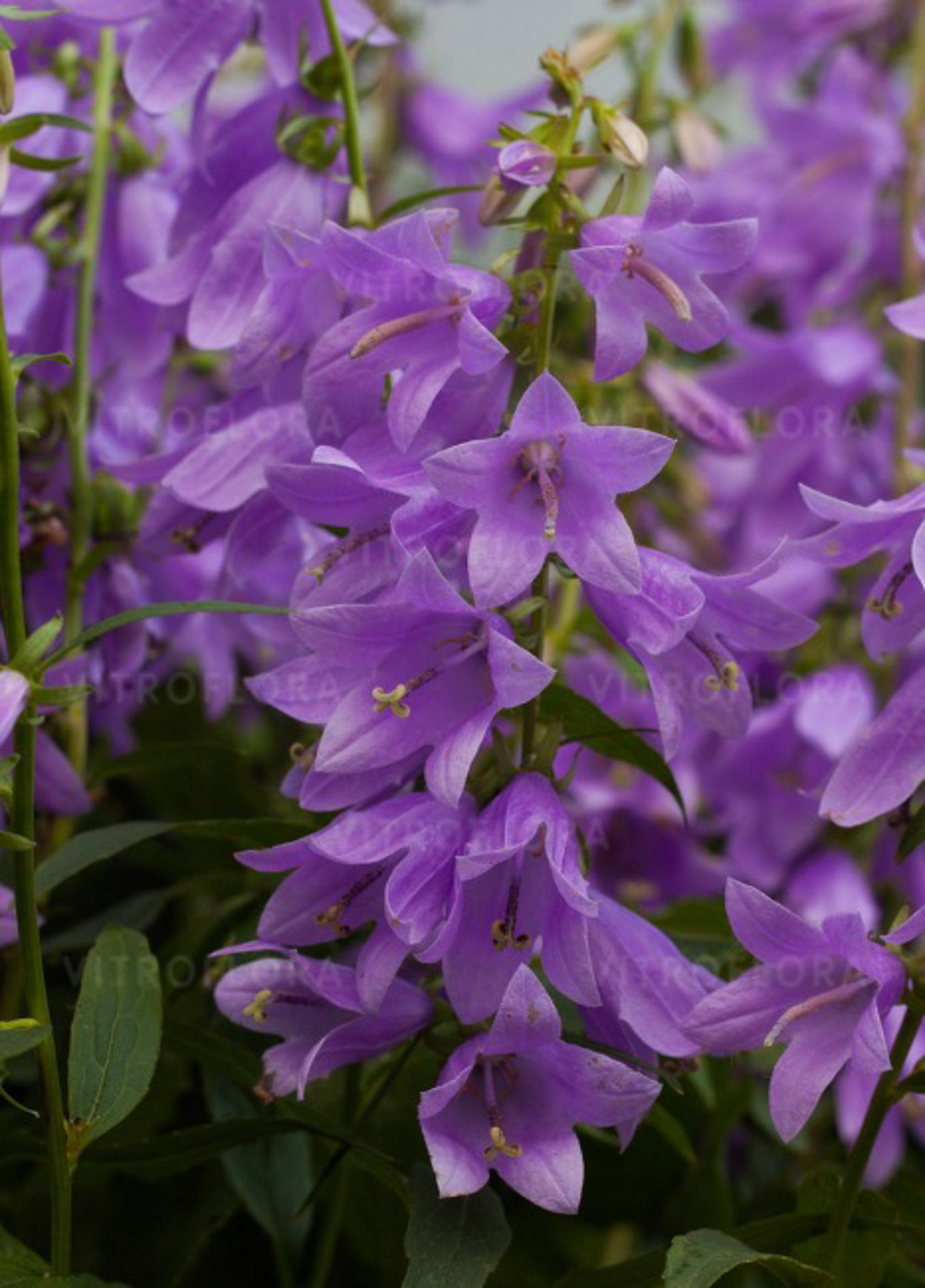Campanula liliifolia 'Gaudi Violet'(S)