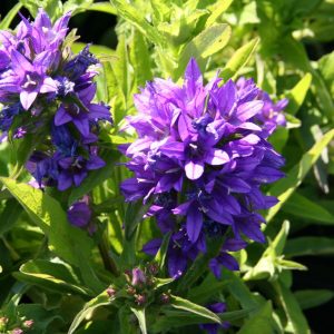 Campanula glomerata 'Acaulis'