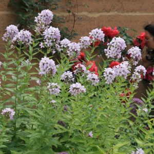 Campanula lactiflora 'Prichard'