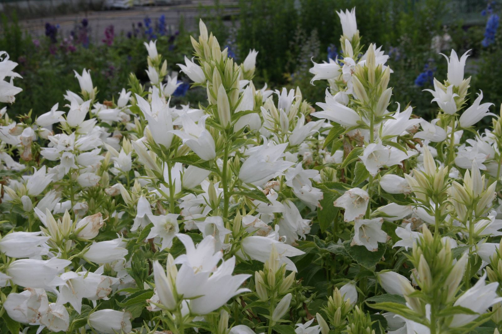 Campanula lat.var.macrantha 'Alba'