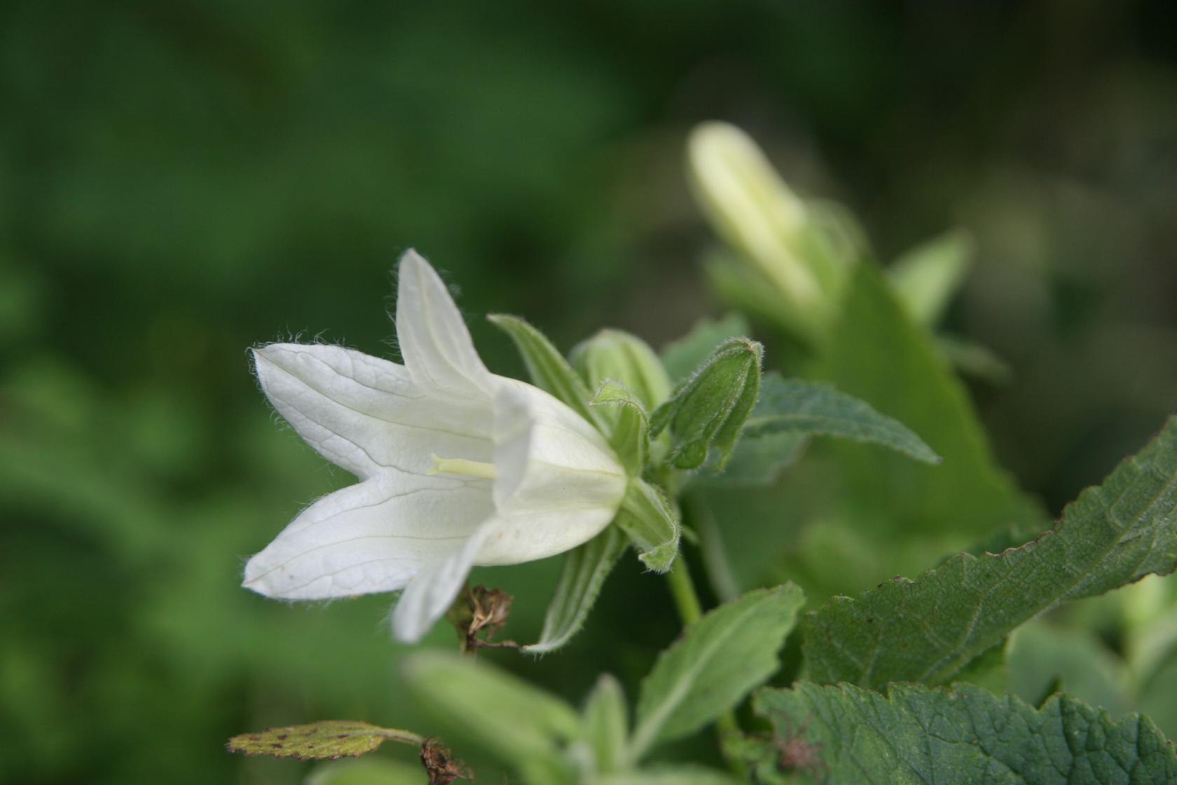 Campanula ochrocarpus `Mevrouw van Vollenhoven`