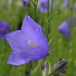 Campanula persicif.'Grandiflora Coerulea'