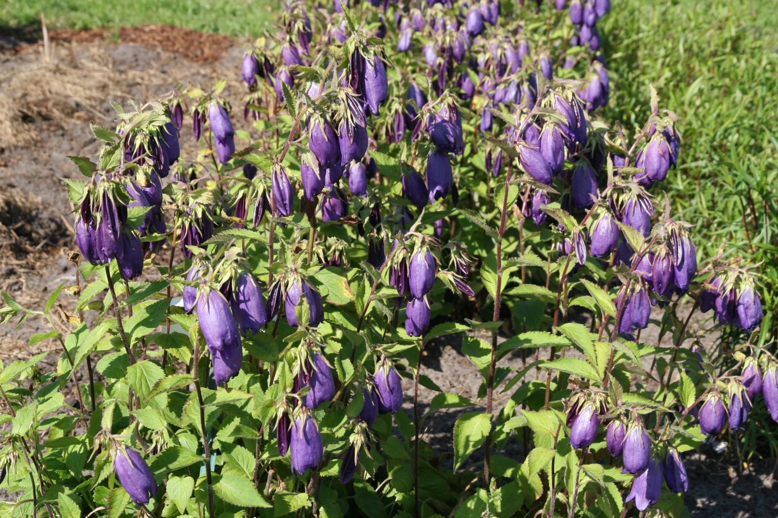 Campanula punctata 'Sarastro'