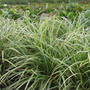 Carex foliosissima 'Ice Dance'