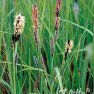 Carex acutiformis