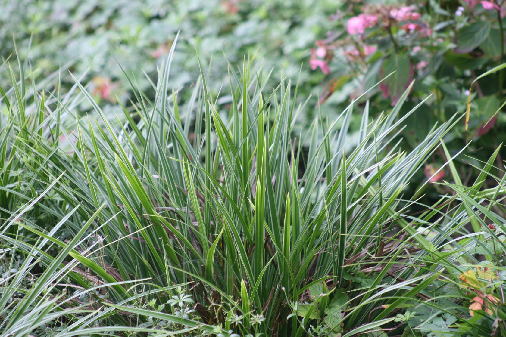 Carex morrowii 'Variegata'