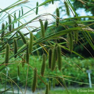 Carex pseudocyperus