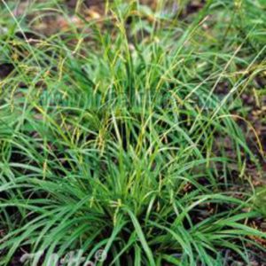 Carex sylvatica