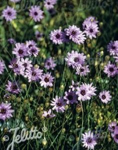 Catananche caerulea