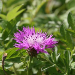 Centaurea dealbata 'Bright Rose'