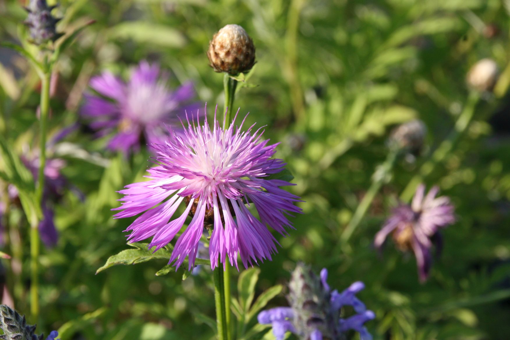 Centaurea dealbata