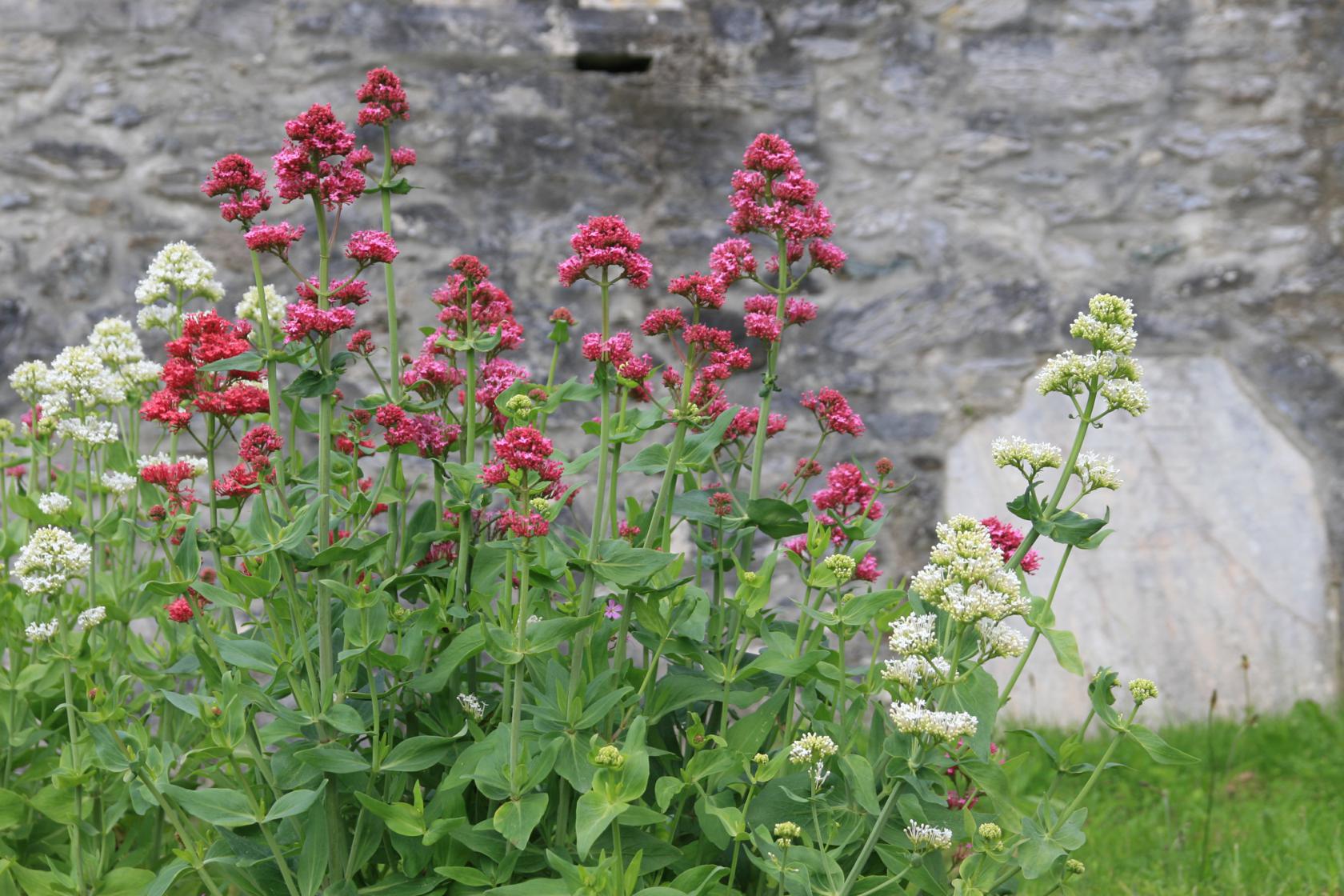 Centranthus ruber 'Coccineus'