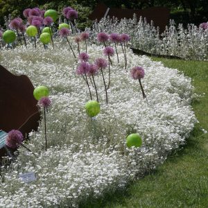 Cerastium tomentosum 'Silberteppich'