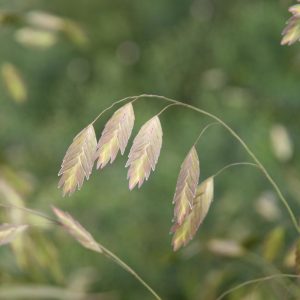 Chasmanthium latifolium