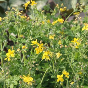 Chelidonium majus