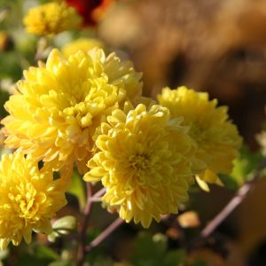 Chrysanthemum x hort. 'Citronella'