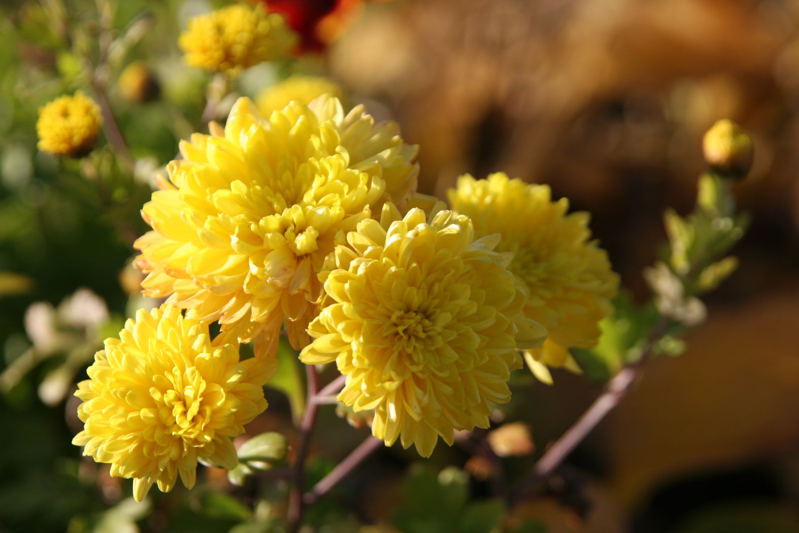 Chrysanthemum x hort. 'Citronella'